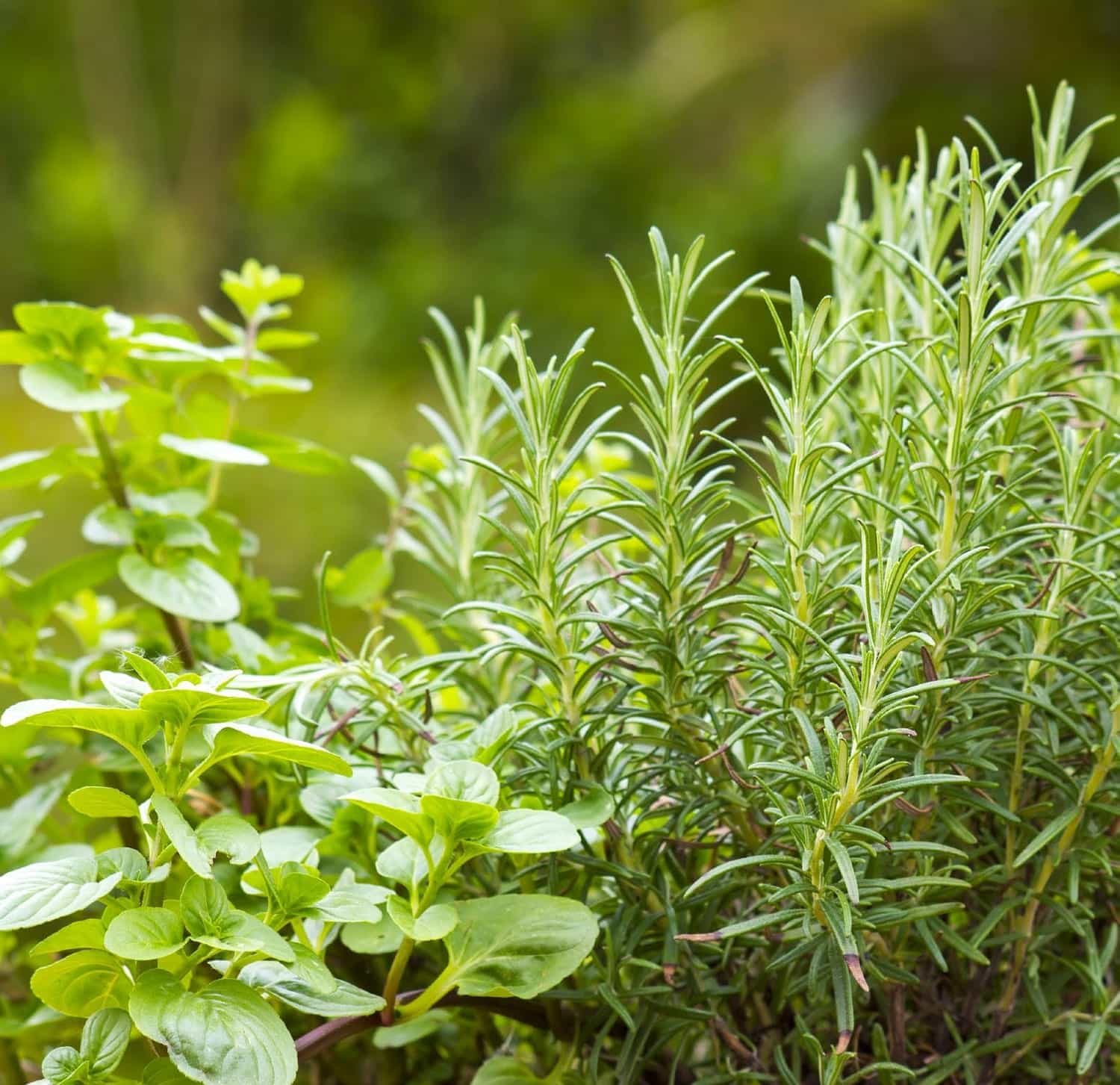 Edible Garden