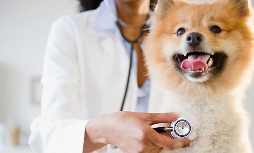Pet Shop, Veterinary Clinic, Dog Park,  Grooming & Beauty Services