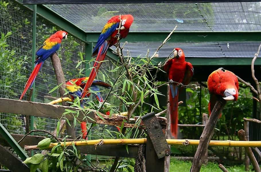 Bird Enclosure