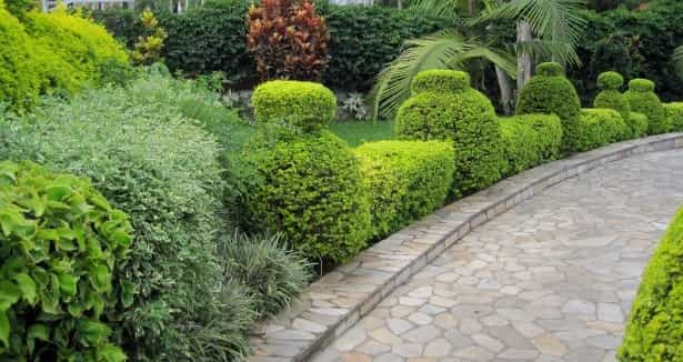 Lush Landscaping