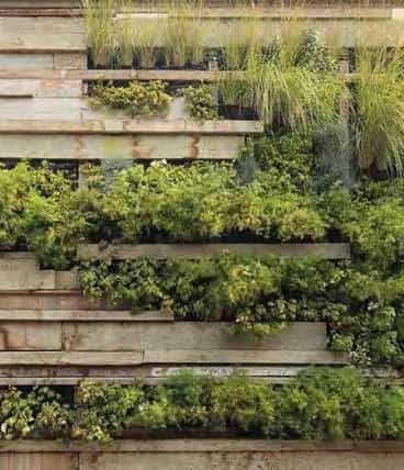 Organic Plants Garden