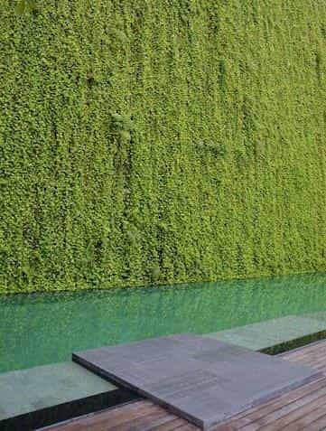Lush Green Walls