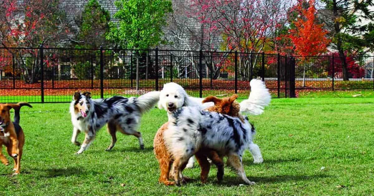 Dog Park