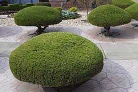 Manicured Landscaping