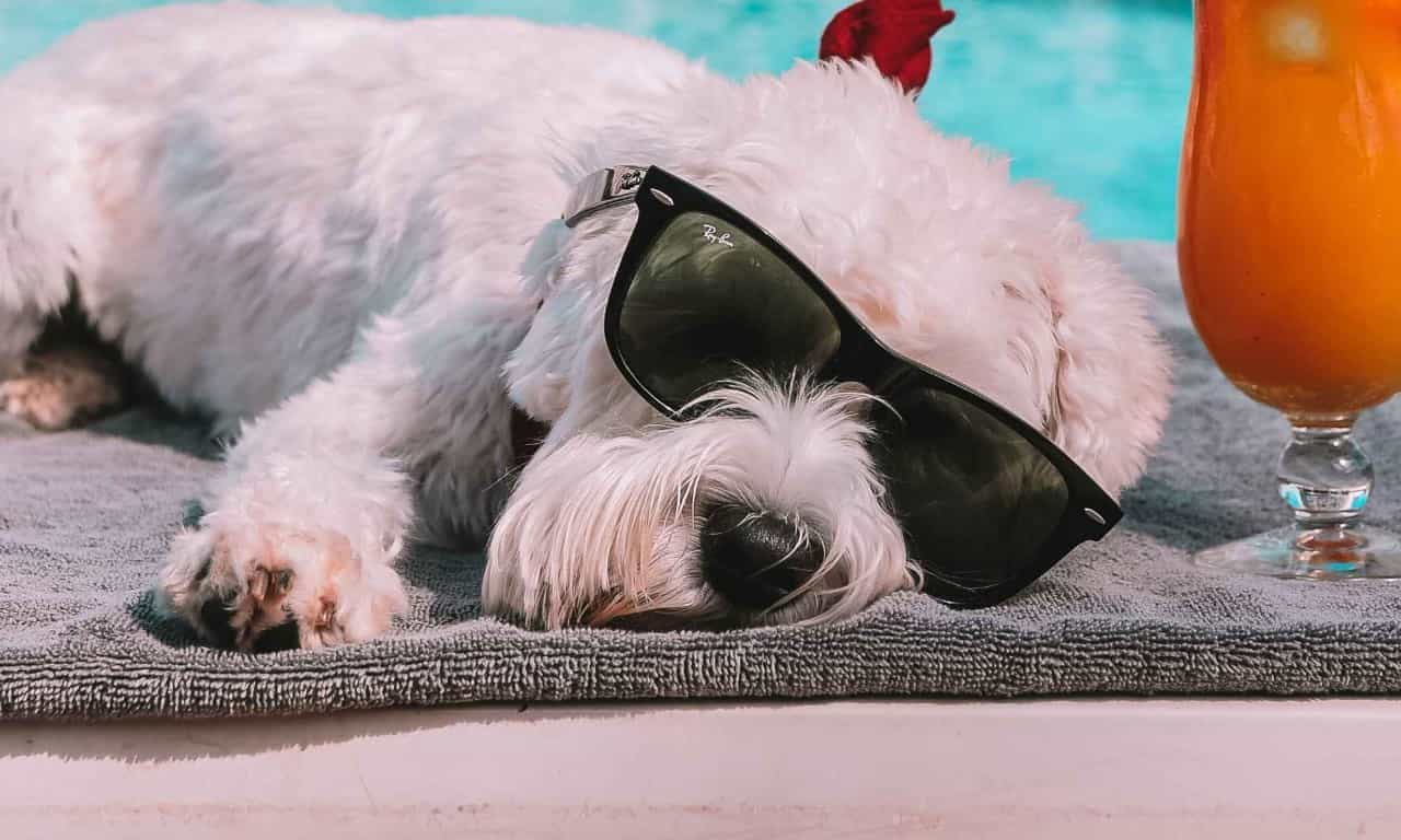 Pet Friendly