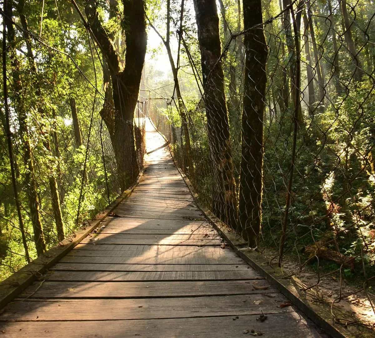 Canopy Walk