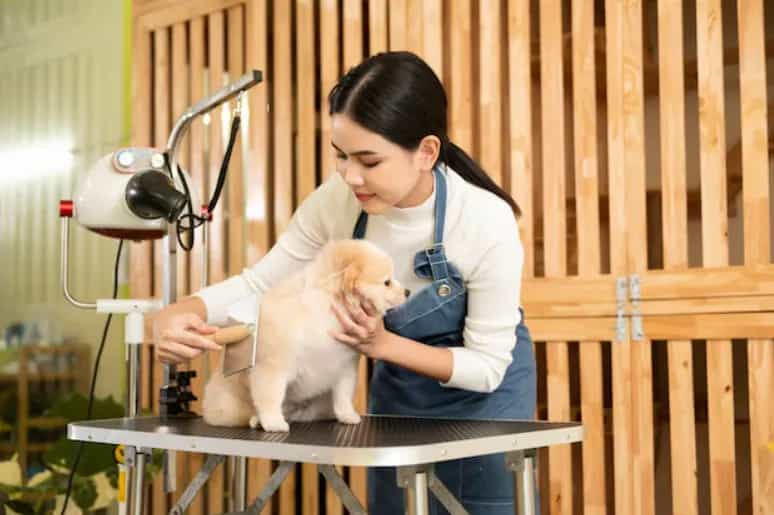 Pet Spa and Grooming