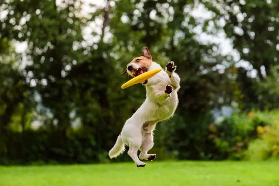 Pet Friendly Zone