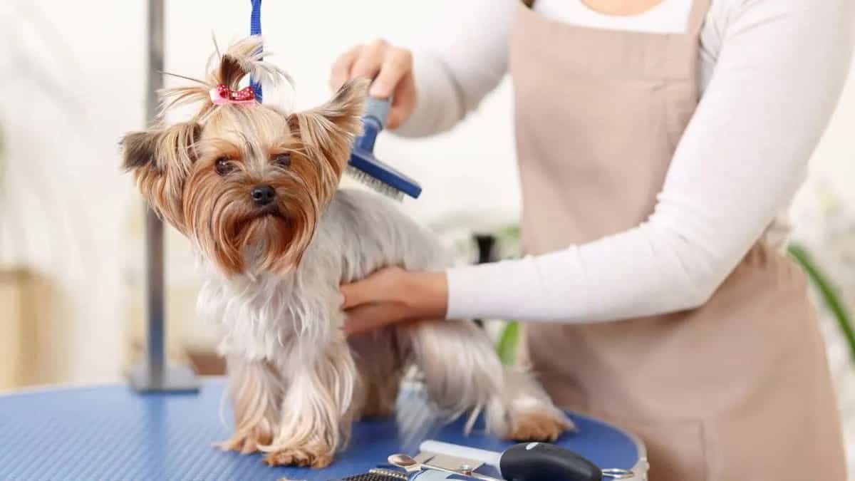 Pet Grooming Area